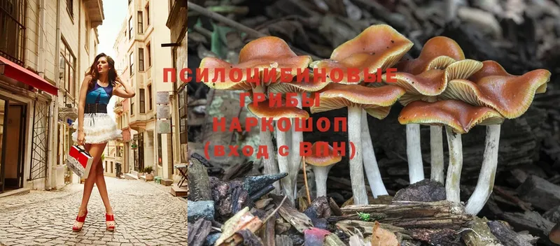 даркнет состав  Дедовск  Псилоцибиновые грибы MAGIC MUSHROOMS  купить наркотик 